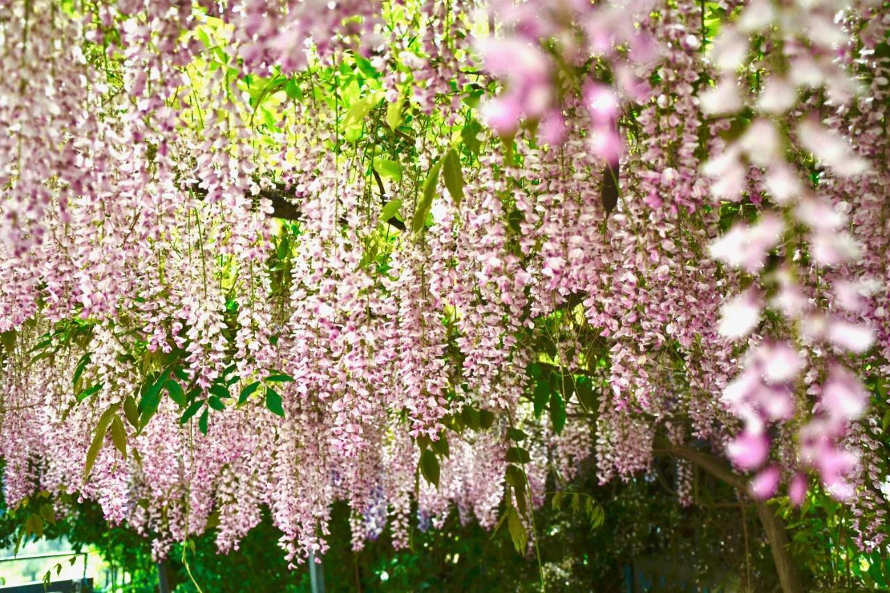 B&B Il Giardino Stellato Вьесте Экстерьер фото
